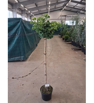 Ginkgo biloba 'Mariken' C 10 L